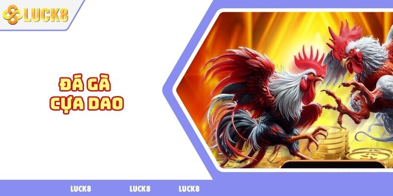 Đá gà cựa dao